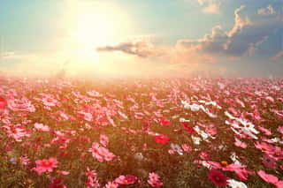 Landscape Nature Background Of Beautiful Pink And Red Cosmos Flower Field With Sunshine  Vintage Color Tone Wall Mural