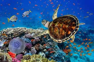 Colorful Coral Reef With Many Fishes And Sea Turtle Wall Mural
