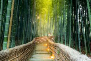 Arashiyama Bamboo Forest Wall Mural