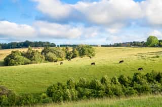 New Zealand Peaceful Farmland And Grazing Cows Wall Mural