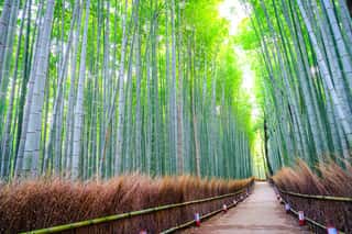 Bamboo Forest In Japan Wall Mural