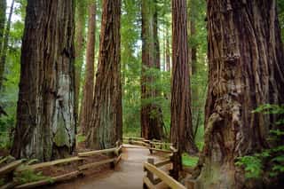 Hiking Trails Through Giant Redwoods In Muir Forest Near San Francisco Wall Mural