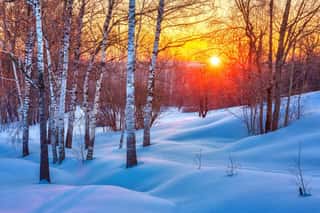 Colorful Sunset In Winter Forest Wall Mural