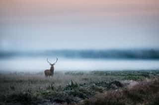 Beautiful Red Deer Stag On The Field Near The Foggy Misty Forest Landscape In Autumn In Belarus  Wall Mural