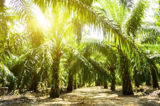 Palm Oil Plantation And Morning Sunlight Wall Mural
