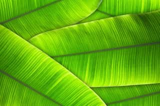 The Leaves Of The Banana Tree Textured Abstract Background Wall Mural