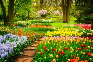 Colourful Tulips Flowerbeds And Stone Path In An Spring Formal Garden, Retro Toned Wall Mural