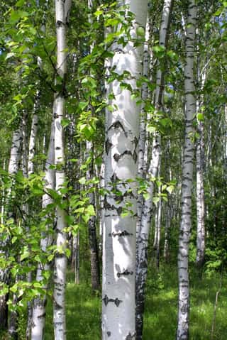 Birch In The Forest Wall Mural