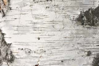 Birch Bark Texture Natural Background Paper Close-up   Wall Mural