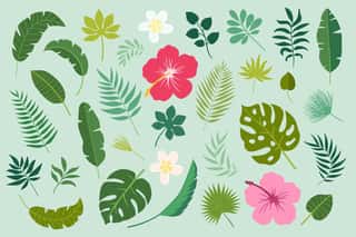 Vector Set Of Tropical Leaves  Palm Leaf, Banana Leaf, Hibiscus, Plumeria Flowers  Jungle Trees Botanical (floral) Illustration Wall Mural
