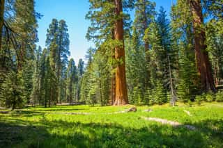 Giant Sequoia Trees In A Meadow At Mariposa Grove Yosemite National Park, California, USA Wall Mural
