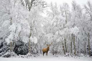 Beautiful Red Deer Stag In Snow Covered Festive Season Winter Fo Wall Mural