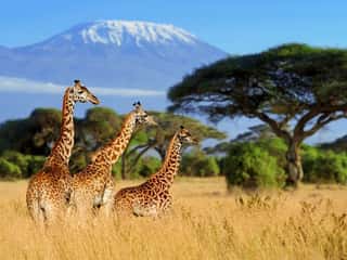 Three Giraffe On Kilimanjaro Mount Background Wall Mural