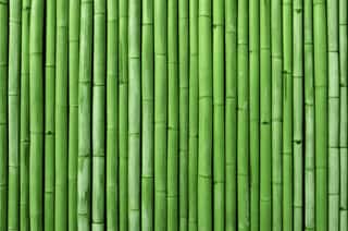Bamboo Fence Background    Wall Mural