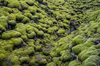 Iceland Lava Field Covered In Moss Wall Mural