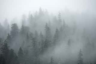 Trees On Mountains On Foggy Morning In Alaska Wall Mural