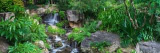 The Panoramic View Of Small Waterfall Which Runs And Hitting Rocks With Lots Of Tripical Plants And Ferns In Brisbane Botanical Garden  Mt Coot-tha, Australia Wall Mural