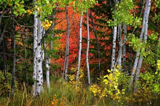 Fall Birch Trees With Golden Leaves Wall Mural
