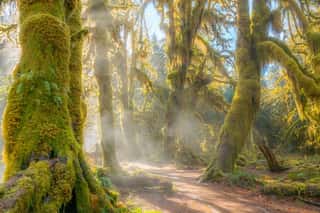Fairy Forest Is Filled With Old Temperate Trees Covered In Green And Brown Mosses  Hoh Rain Forest, Olympic National Park, Washington State, USA Wall Mural