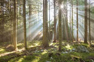 Morning Sun Rays In Forest Tree Landscape  Wall Mural