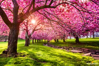 Cherry Tree Blossom Explosion In Hurd Park, Dover, New Jersey Wall Mural