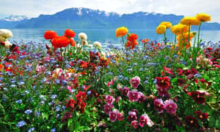 Colorful Flowers With Lake And Mountains On Background Wall Mural
