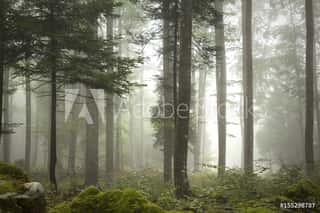 Lovely Foggy Forest Tree Landscape  Wall Mural