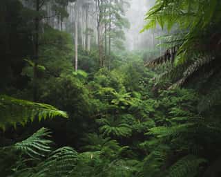 Lush Rainforest With Morning Fog Wall Mural