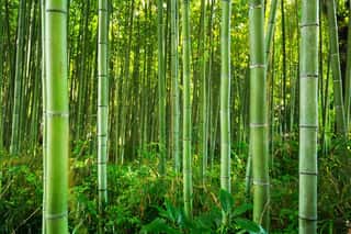 Bamboo Forest Of Arashiyama Near Kyoto, Japan Wall Mural