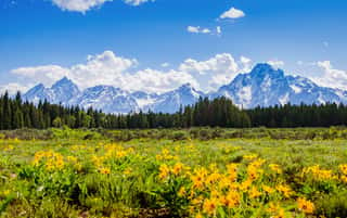 Mountain Range In Spring In Grand Tetons National Park  Wall Mural