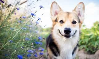 Happy And Active Purebred Welsh Corgi Dog Outdoors In The Flowers On A Sunny Summer Day  Wall Mural