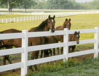 Arabian Mares And Foals In Paddock Of Yellow Flowers With White Fences  Wall Mural