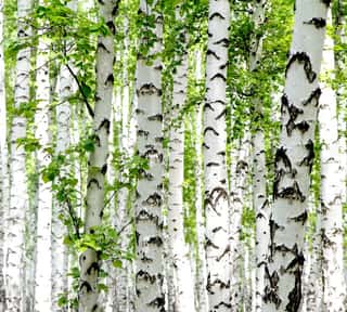 White Birch Trees In The Forest In Summer Wall Mural