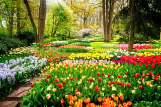 Colourful Tulips Flowerbeds And Path In An Spring Formal Garden, Retro Toned Wall Mural