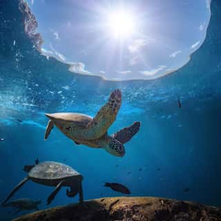 Underwater Scenery With Sea Turtle In Blue Water Of Pacific Ocean, Aquatic Animals Floating Over Coral Reef Wall Mural