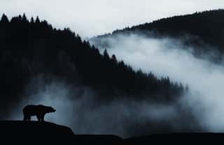 Minimal Wilderness Landscape With Bear Silhouette And Misty Mountains Wall Mural