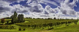 Beautiful Landscape Bordeaux Wineyard France Wall Mural
