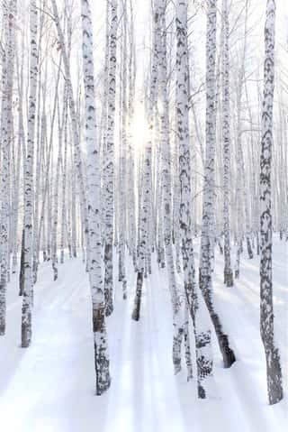 Snowcovered Birch Forest And Rays Of The Sun Wall Mural