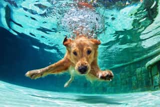 Underwater Funny Photo Of Golden Labrador Retriever Wall Mural