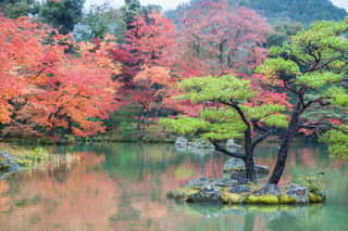 Colorful Autumn Leaves At Japanese Garden In Kyoto, Japan  Wall Mural