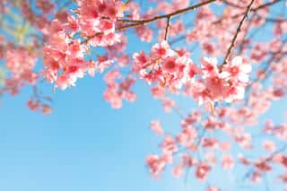 Beautiful Sakura Flower (cherry Blossom) In Spring  Sakura Tree Flower On Blue Sky Wall Mural