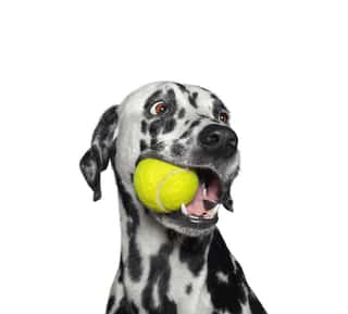 Cute Dalmatian Dog Holding A Ball In The Mouth  Isolated On White Wall Mural
