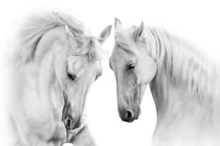 Couple Of White Horse On White Background Wall Mural