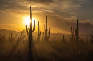 Saguaro Cactus Silhouettes Against Golden Sunset Skies, Tucson, AZ Wall Mural