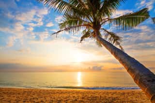 Seascape Of Beautiful Tropical Beach With Palm Tree At Sunrise  Sea View Beach In Summer Background  Wall Mural