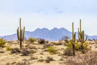 The Four Peaks And Saguaros - Central Arizona Desert Wall Mural