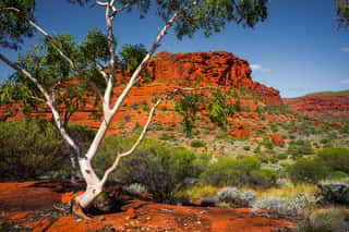Aussie Outback Wall Mural