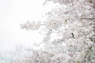 White Blossom Cherry Tree During Spring Season Wall Mural