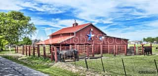 Old Red Barn With Cattle   Wall Mural