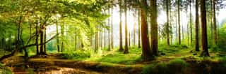 Beautiful Forest In Spring With Bright Sun Shining Through The Trees    Wall Mural